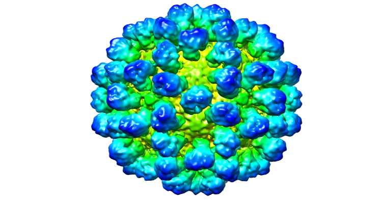Prueba de &quot;norovirus murino&quot; en pruebas de actividad virucida