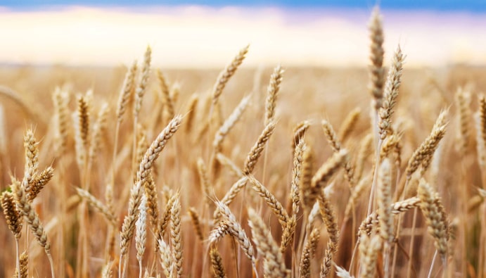Определение запаха зерна пшеницы