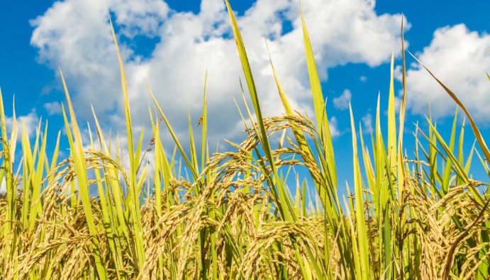 Определение цвета пшеницы