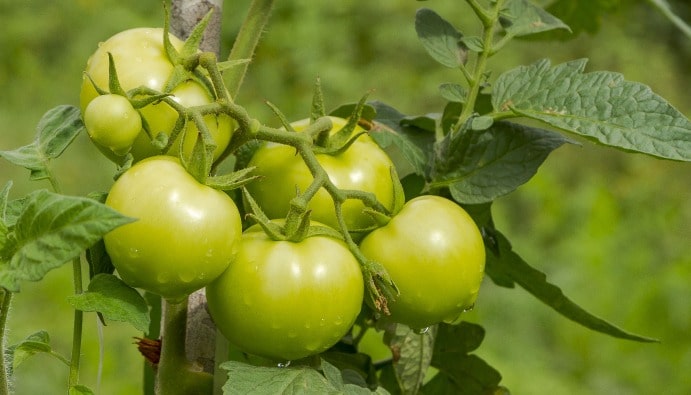 Determination of Pesticides in Foods: Analysis Methods