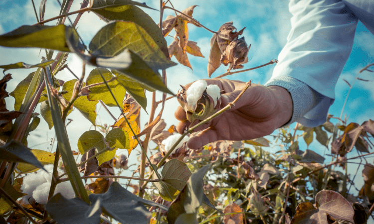 Duurzame katoenproductie Vermindering koolstofvoetafdruk en wateroptimalisatie