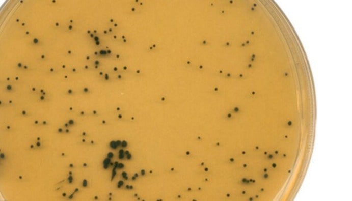 ISO 7937: Enumeration of Analysis of Clostridium perfringens